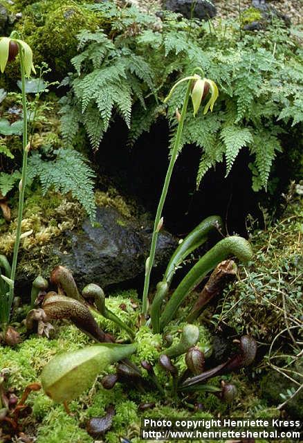 Photo: Darlingtonia californica.