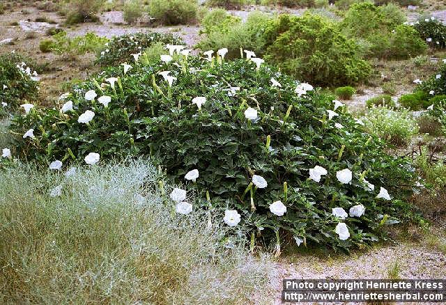 Photo: Datura 3.