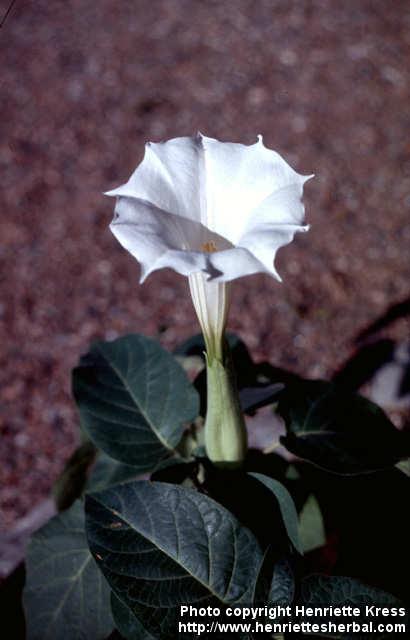 Photo: Datura 6.