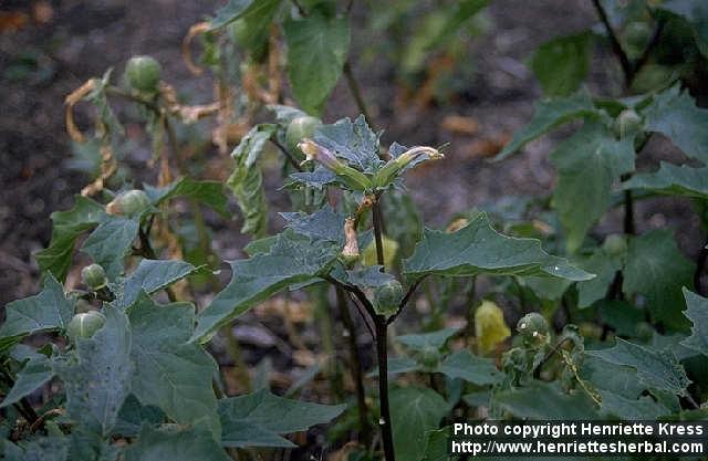 Photo: Datura inermis.