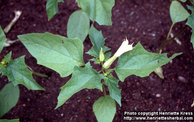 Photo: Datura stramonium 2.