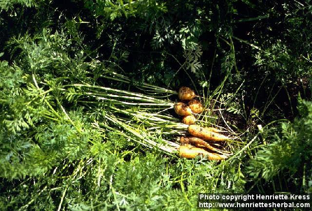 Photo: Daucus carota 3.