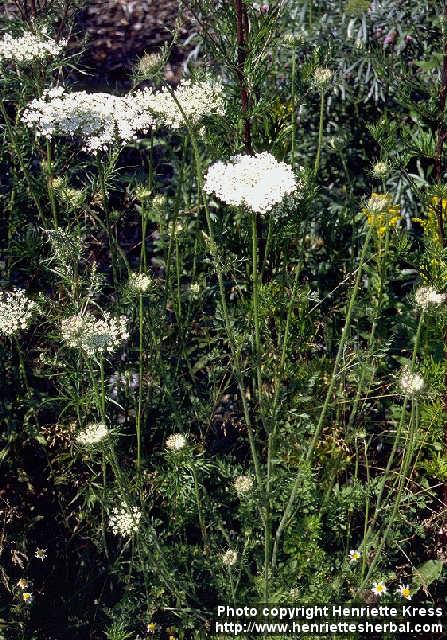 Photo: Daucus carota 4.