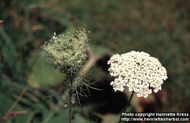 Photo: Daucus carota 5.