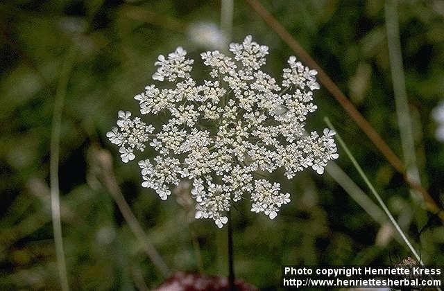 Photo: Daucus carota.