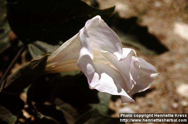 Photo: Datura 2.