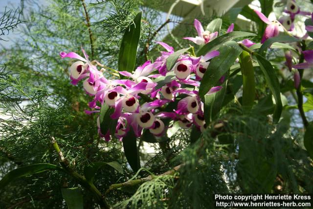 Photo: Dendrobium nobile 1.