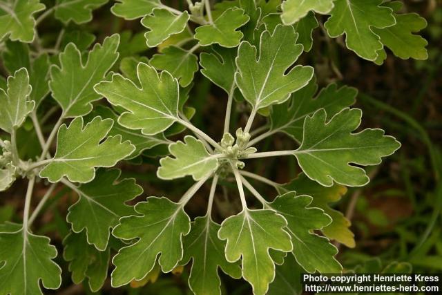 Photo: Chrysanthemum ornatum 1.