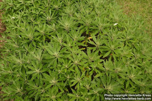 Photo: Chrysanthemum pacificum 0.