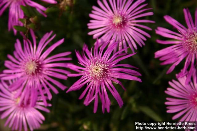 Photo: Delosperma cooperi 1.