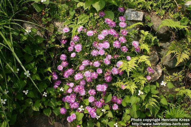 Photo: Delosperma cooperi 2.