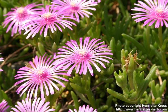 Photo: Delosperma cooperi 4.