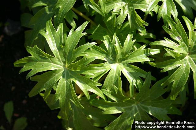 Photo: Delphinium staphisagria 1.