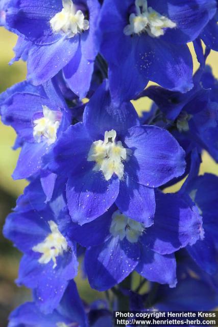 Photo: Delphinium elatum 02.