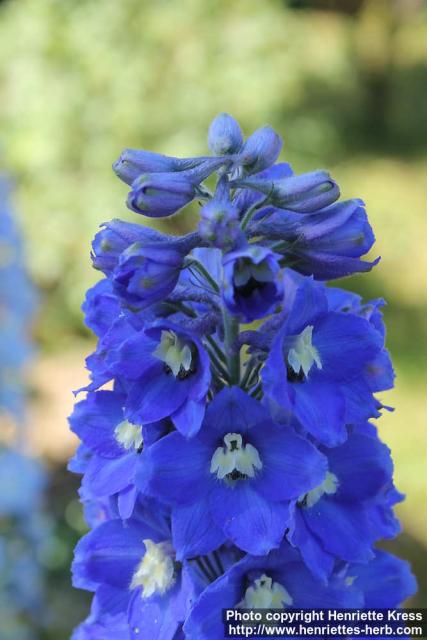 Photo: Delphinium elatum 04.