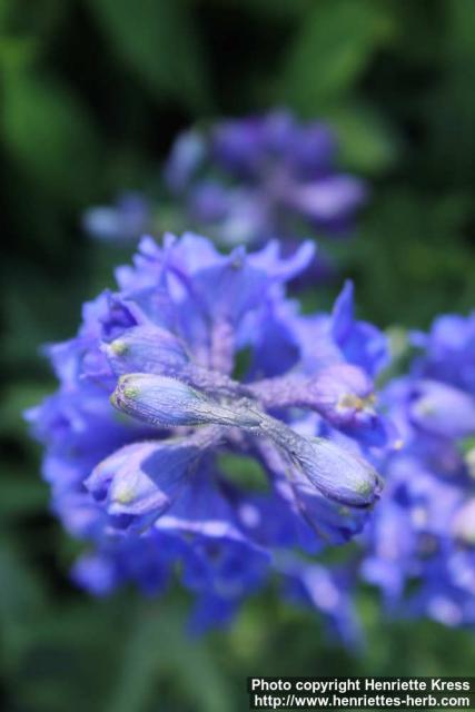 Photo: Delphinium elatum 05.