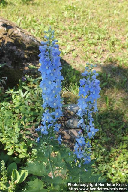 Photo: Delphinium elatum 06.