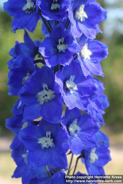 Photo: Delphinium elatum 08.