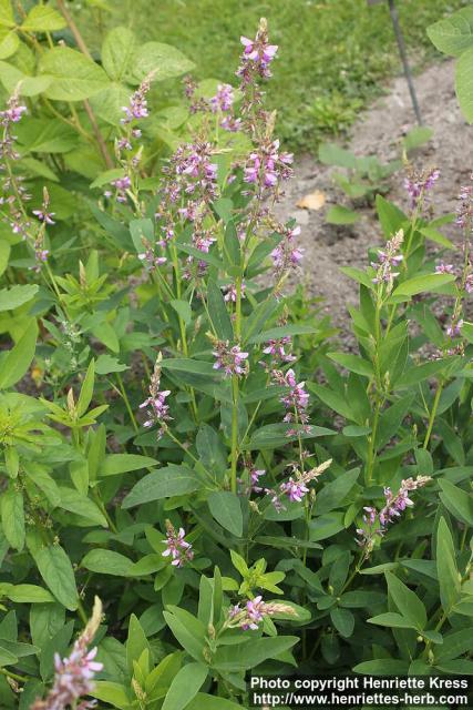 Photo: Desmodium canadense 0.