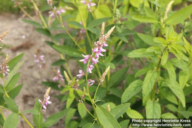 Photo: Desmodium canadense 1.