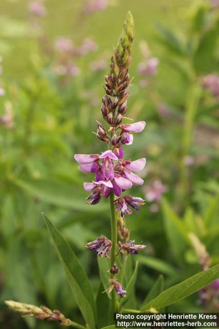 Photo: Desmodium canadense 2.