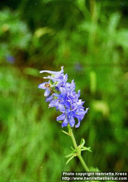 Photo: Delphinium barbeyi 1.