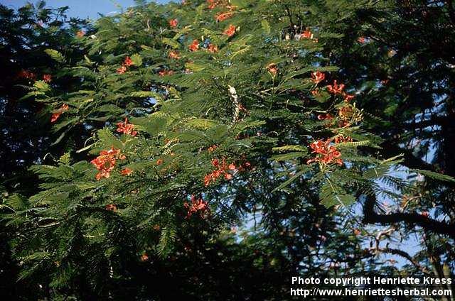 Photo: Delonix regia 2.