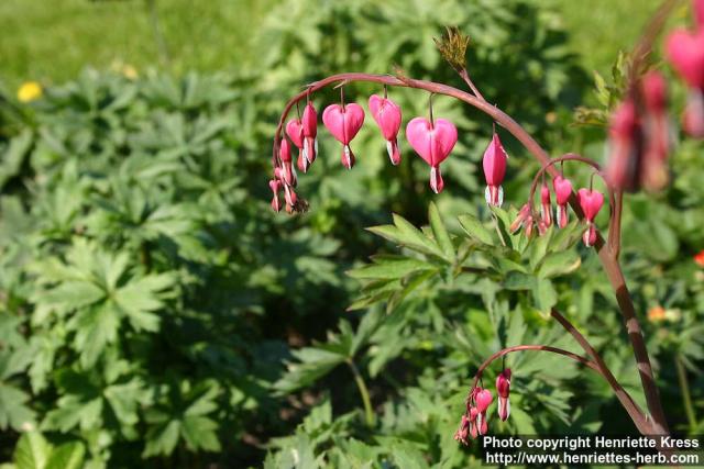 Photo: Lamprocapnos spectabilis 4.