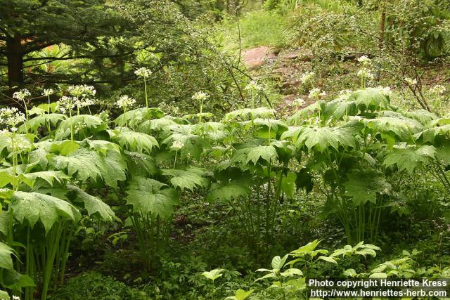 Photo: Diphylleia cymosa.