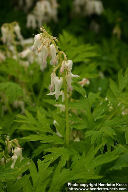 Photo: Dicentra eximia 1.