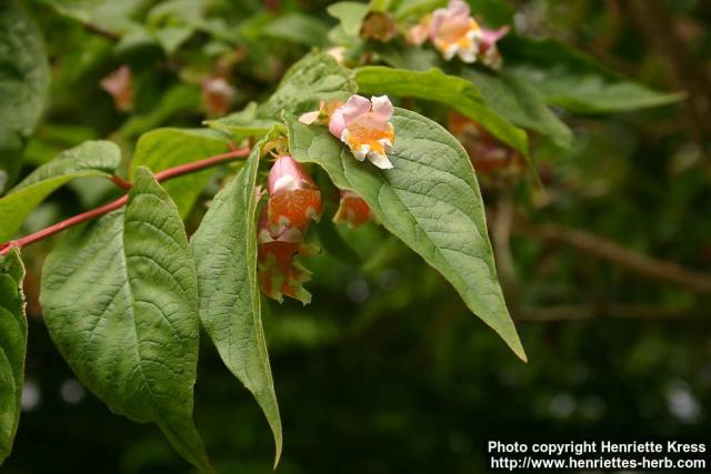 Photo: Dipelta ventricosa 1.