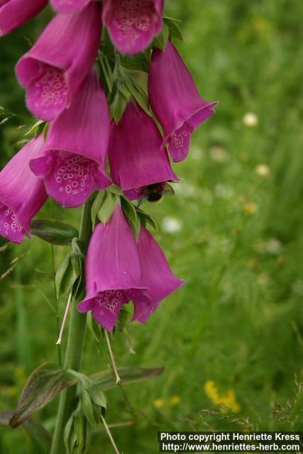 Photo: Digitalis purpurea 8.