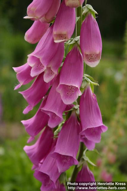 Photo: Digitalis purpurea 9.