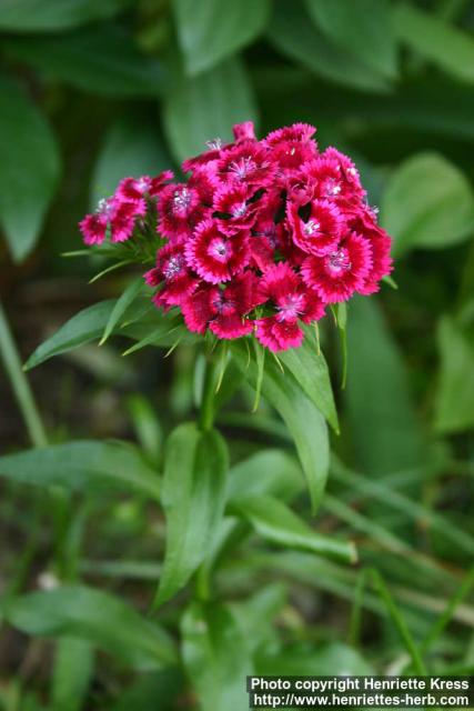 Photo: Dianthus barbatus.