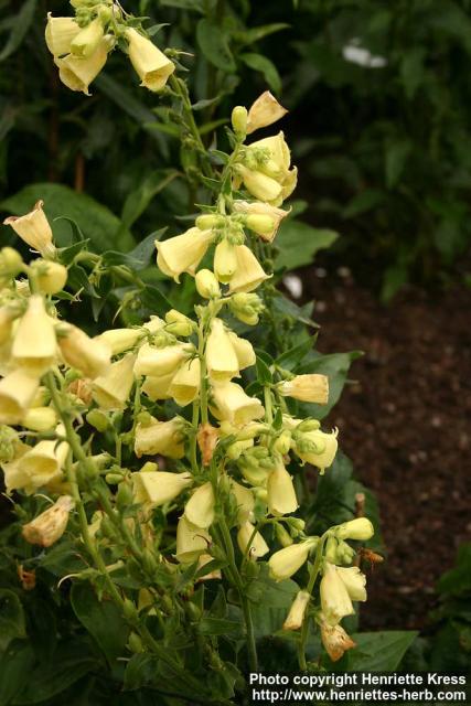 Photo: Digitalis grandiflora 2.