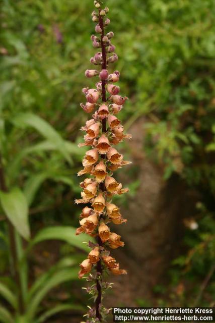 Photo: Digitalis ferruginea 1.