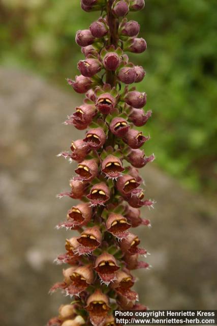 Photo: Digitalis ferruginea 3.