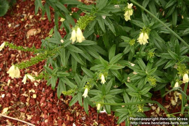 Photo: Digitalis ciliata 2.