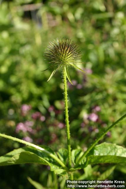 Photo: Dipsacus pilosus 1.