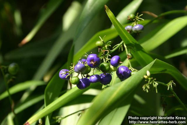 Photo: Dianella caerulea.