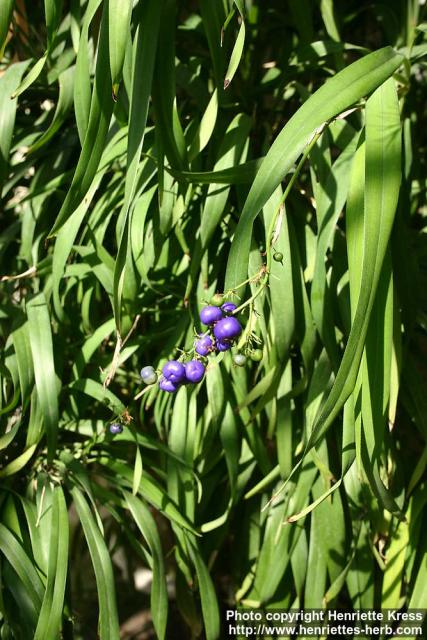 Photo: Dianella caerulea 1.