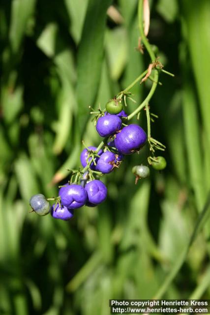 Photo: Dianella caerulea 2.