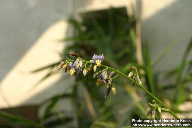 Photo: Dianella caerulea 3.