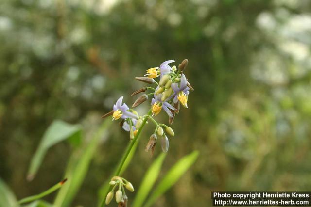 Photo: Dianella caerulea 4.