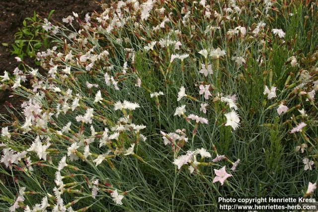 Photo: Dianthus caryophyllus.