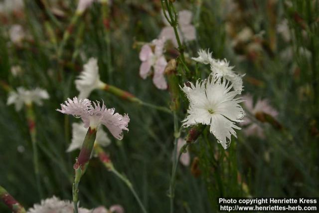 Photo: Dianthus caryophyllus 1.