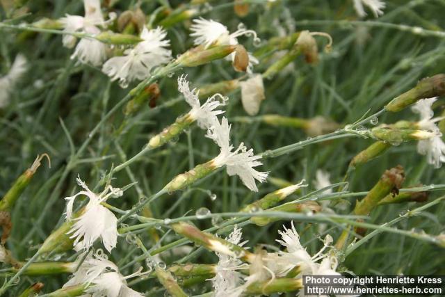 Photo: Dianthus plumarius 1.