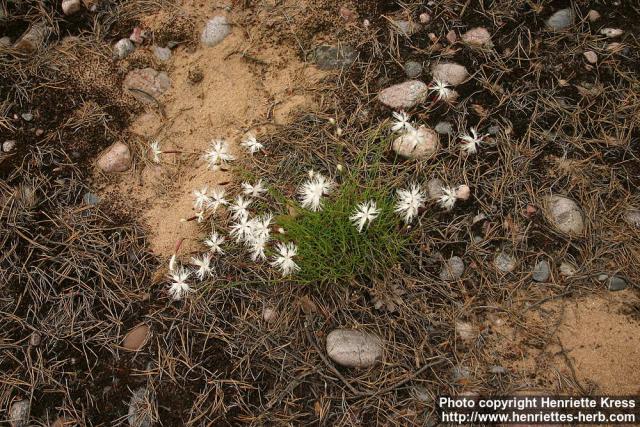 Photo: Dianthus arenarius 2.