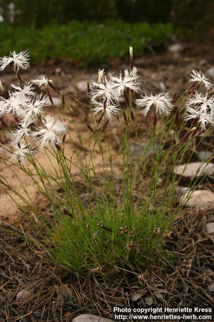 Photo: Dianthus arenarius 3.