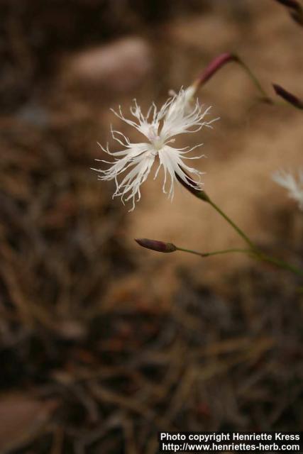 Photo: Dianthus arenarius 4.